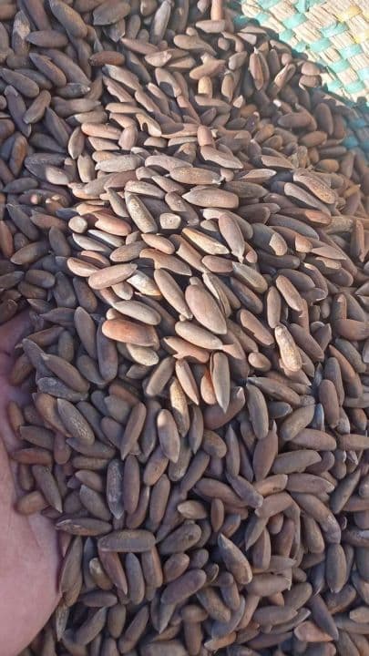 Chilghoza (چلغوزہ)